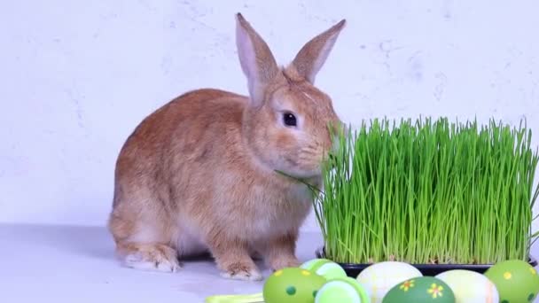 一只可爱的家兔在五彩缤纷的复活节彩蛋的背景下吃青草。四.后续行动. — 图库视频影像