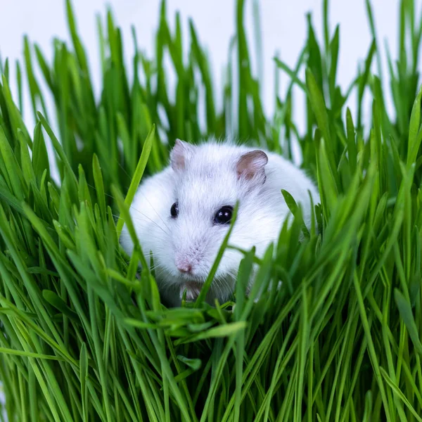 Vit Djungarisk hamster sitter i grönt gräs närbild. — Stockfoto