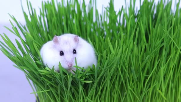 Маленький белый джунгарский хомяк сидит на зеленой траве крупным планом. Хомяк поворачивает голову и нюхает воздух.. — стоковое видео