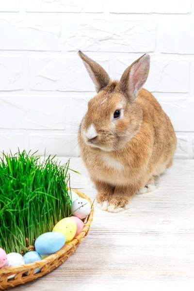 Fluffig påsk kanin med färgade påskägg nära grönt gräs närbild — Stockfoto