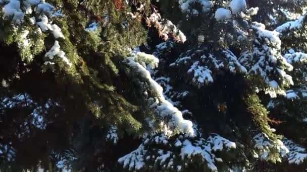 Krople wody i śniegu spadają z gałęzi drzewa. Śnieg topnieje z drzew na początku wiosny. Woda z lodu kapie. Zmiana pór roku, zmiana pogody. — Wideo stockowe
