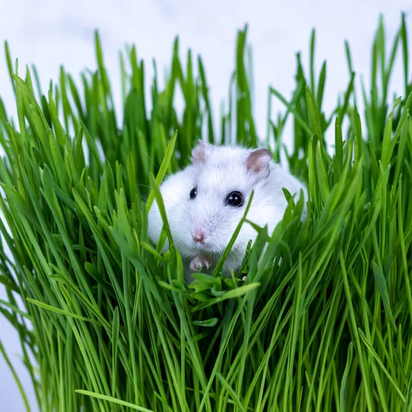 Vit Djungarisk hamster sitter i grönt gräs närbild. — Stockfoto