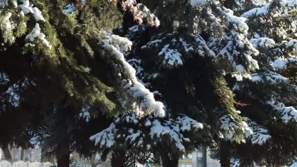 La neige fond des arbres au début du printemps. Des gouttes d'eau et de neige tombent d'une branche d'arbre. L'eau glacée coule. Changement de saison, changement de temps. — Video
