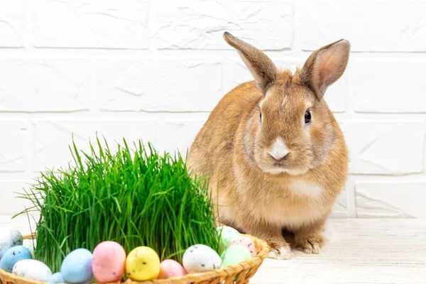 Fluffy Easter Bunny with a basket of painted Easter eggs and green grass against a white brick wall. Place for text. Selective focus. Easter concept. — Stock Photo, Image