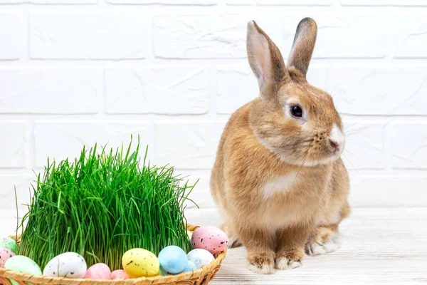 Tüylü Paskalya Tavşanı, bir sepet boyalı Paskalya yumurtası ve yeşil çimlerle beyaz bir duvara yaslanmış. Seçici odaklanma. Paskalya konsepti. Telifsiz Stok Fotoğraflar