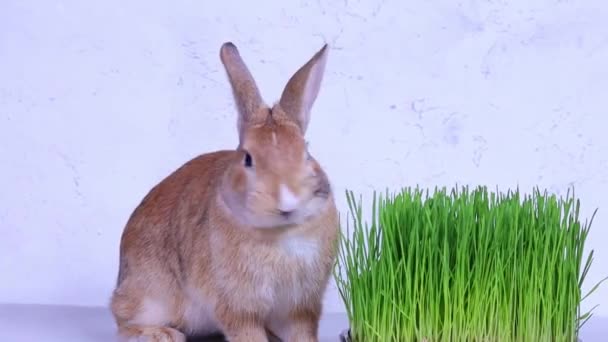 Кролик їсть зелену траву на тлі красивих великодніх яєць. Крупним планом. Великодня концепція . — стокове відео