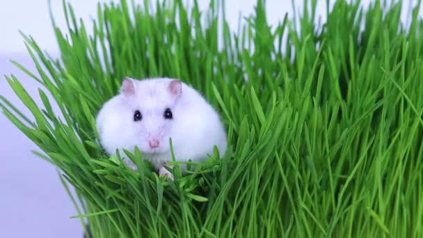 Маленький белый джунгарский хомяк сидит на зеленой траве и нюхает. Крупный план. — стоковое видео