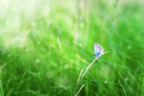 蓝色蝴蝶在阳光下依偎在草地上，背靠模糊的绿色背景。在它的自然栖息地常见的蓝色小蝴蝶。登记的地方。模糊的绿色 — 图库照片