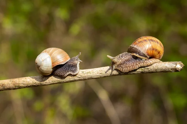 Two snails crawling on a stick on a blurred background. — Stock Fotó