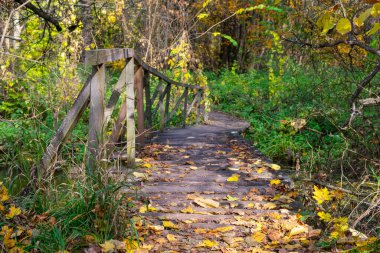 Pedestrian wooden bridge in the forest covered with autumn fallen leaves. Autumn in the forest.