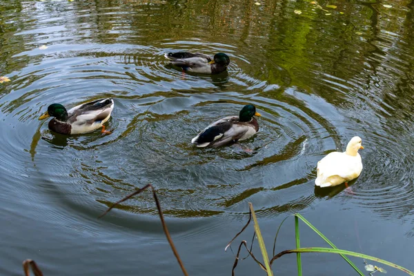 Утки на пруду осенью с листьями, плавающими по воде. — стоковое фото