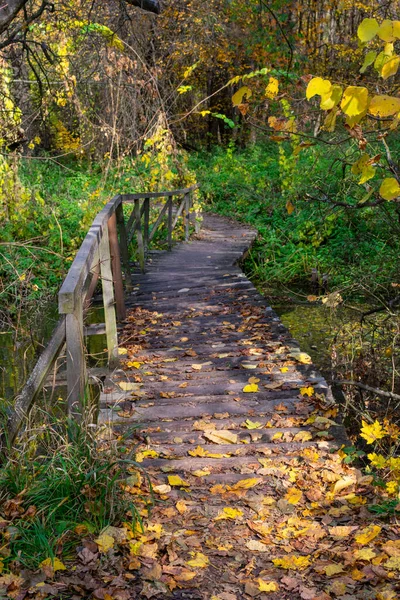 Outono caído deixa em uma ponte de madeira na floresta. Passarela de madeira velha através de um córrego na floresta de outono. — Fotografia de Stock