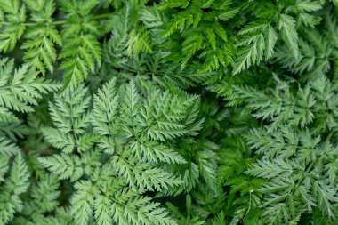 Yeşil yapraklı arka plan, doğal yapraklı arka plan. Gerçek fotoğraf.