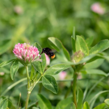 Bulanık yeşil bir çayırda yonca çiçeğinin üzerindeki yaban arısı. Çiçekli yonca ve yaban arısı. Bulanık arkaplan ile seçmeli odak.