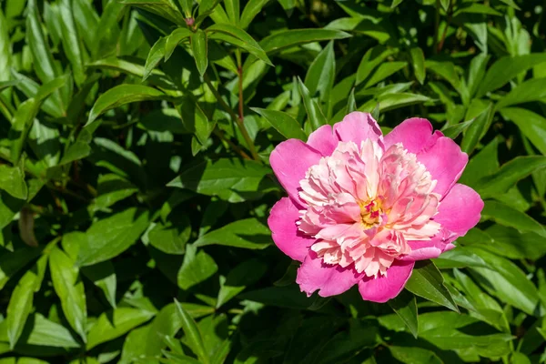 Eine Rosa Pfingstrosenblüte Einem Strauch Selektiver Fokus Platz Für Text — Stockfoto