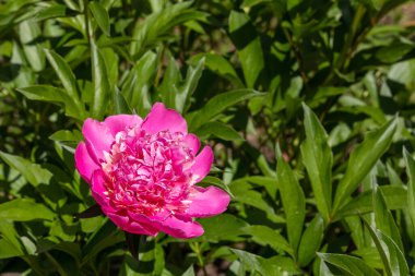 Çalıların üzerinde pembe bir şakayık çiçeği. Seçici odaklanma. Mesaj için yer. Boşluğu kopyala