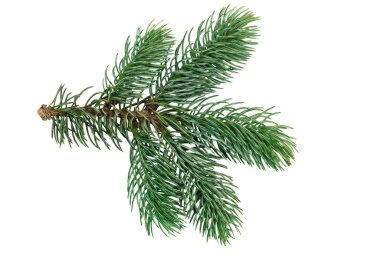 Beyaz bir arka plan üzerinde izole Noel ağacı dalları.