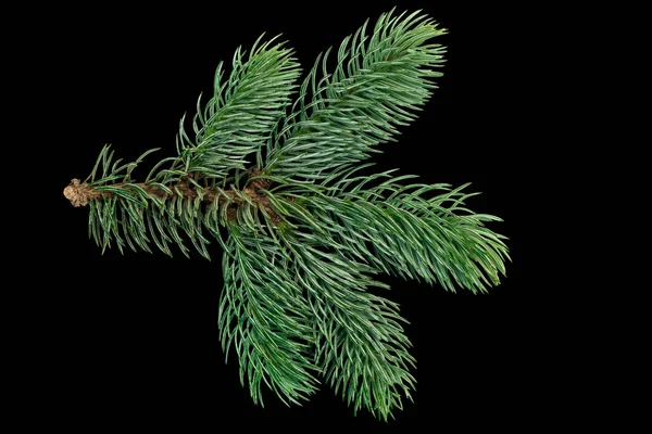 Vánoční Strom Větve Izolované Černém Pozadí — Stock fotografie