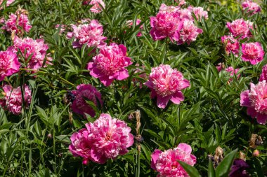 Güzel bir çiçek açan şakayık bush ile bahçede pembe çiçek.