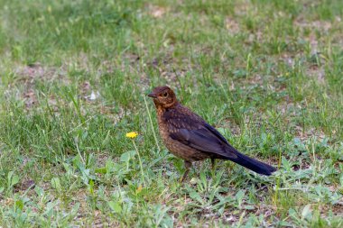 Yeşil çimenli bir düzlükteki ardıç kuşu Turdus Merula 'dan bir dişi. Yakın plan..