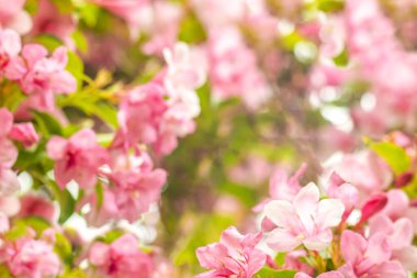 Pembe yeşil, parlak, soyut pembe Weigela 'nın bulanık arkaplanı. Tasarım temelleri, kartpostallar. Tasarımınız için soyut arkaplan.