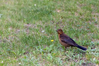Yeşil çimenli bir düzlükteki ardıç kuşu Turdus Merula 'dan bir dişi. Yakın plan..