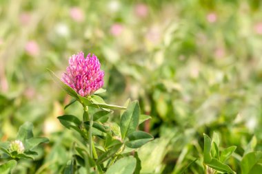 Güneş ışınları tarafından aydınlatılan kırmızı yoncanın yakın çekimi Trifolium pratense.