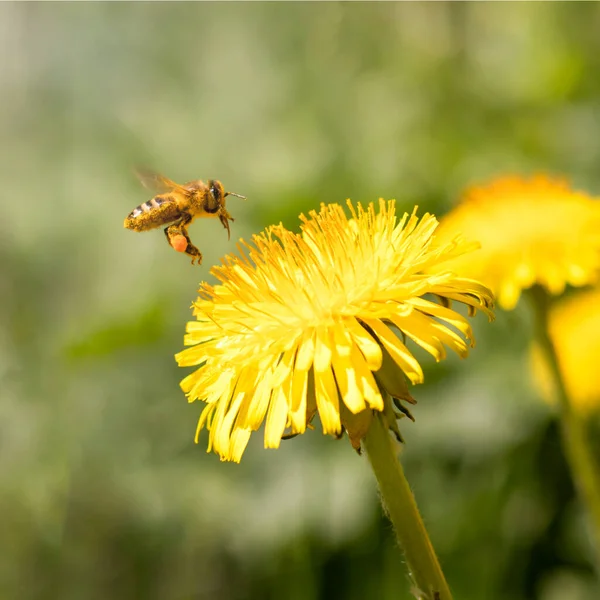Μέλισσα Συλλέγει Μέλι Πικραλίδες — Φωτογραφία Αρχείου