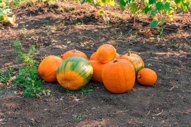 Sonbahar ormanındaki yol sarı yapraklarla kaplı. Sonbahar ormanı. Sonbahar ormanlarında sarı yapraklarla kaplı seçici odak yolu. Sonbahar ormanı. Seçici odak