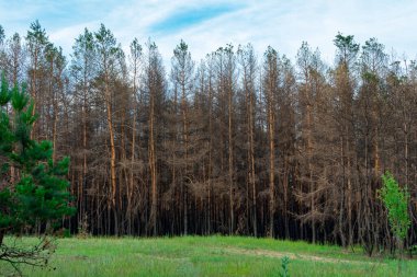 Karlı bir parkta gün batımı. Şehir parkındaki ağaçların arasından güneş parlıyor.