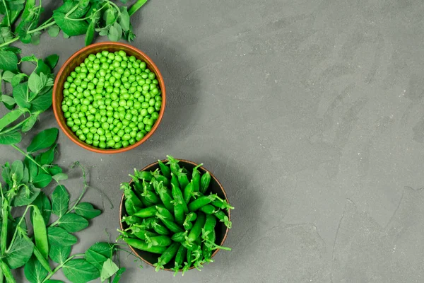 Two white bowls of fresh young green peas with stitches and peeled leaves on the background of shoots, sprigs of young green peas on a gray table. View from above