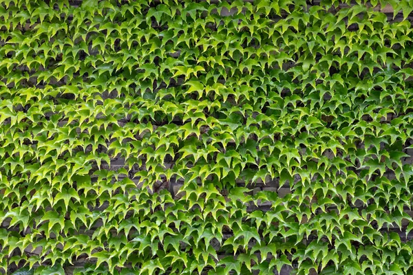 Ściana Zielonych Liści Dzikich Winogron — Zdjęcie stockowe