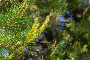 Kozalaklı köknar dallarının yeşil arka planı. Doğal yeşil doğal arka plan. gerçek fotoğraf.