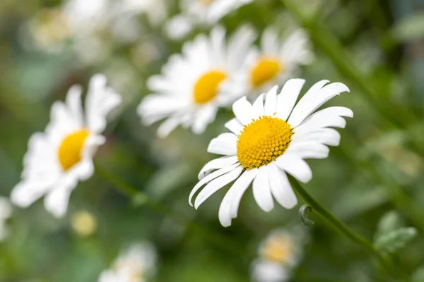 Flores Camomila Brilhantes Brancas Contra Fundo Uma Paisagem Verão Flores — Fotografia de Stock