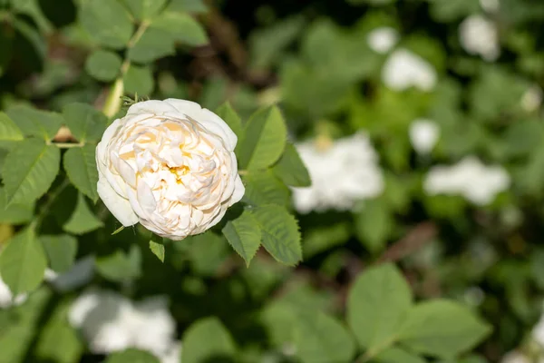 Luz Aumentou Flor Branca Rosehip Fundo Das Folhas Verdes Espaço — Fotografia de Stock