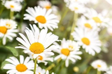 White bright chamomile flowers against the background of a summer landscape. Wildflowers outdoors closeup