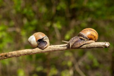 Bulanık bir arka planda iki salyangoz bir çubukta sürünüyor.