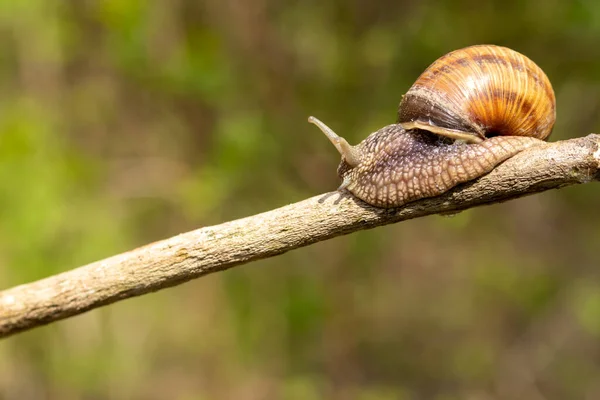 Large Snail Crawls Stick Blurred Background Close Selective Focus — Fotografia de Stock