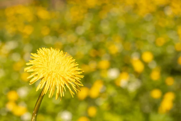 One Yellow Dandelion Close Blurred Grass Background Spring Green Selective — Fotografia de Stock