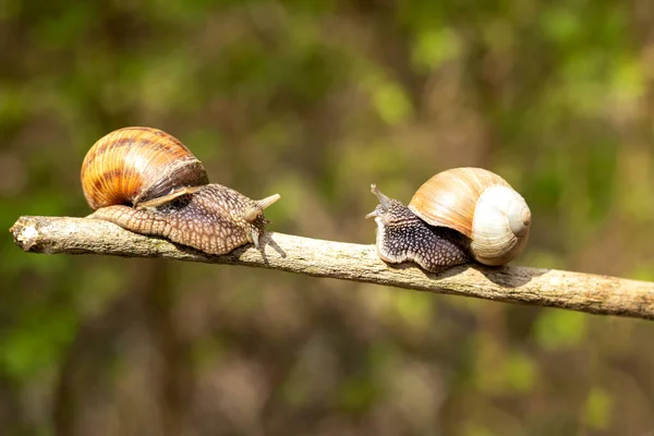 Two Snails Crawling Stick Blurred Background — 스톡 사진