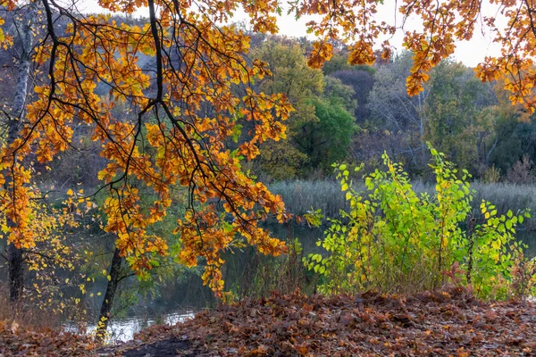 Multicolored autumn trees in the sun on the river bank. Autumn landscape. Bright colors of autumn by the river.