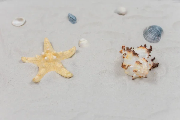 Shells Pebbles Sand Sea Concept Selective Focus Seashells Sand Place — Stockfoto
