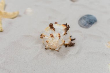 Kumsalda deniz kabuğu, yakın çekim. Deniz konsepti. Deniz kabuklarına odaklan