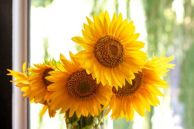 Cam vazoda güzel ayçiçekleri olan sakin bir hayat.