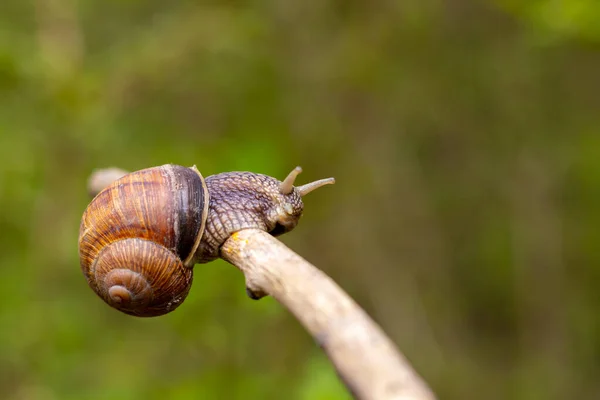 Large Snail Crawls Stick Blurred Background Close Selective Focus — Fotografia de Stock