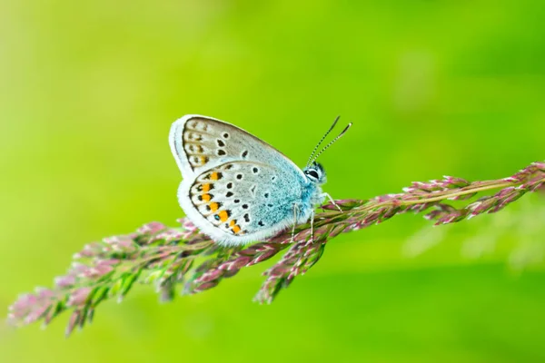 Μπλε Πεταλούδα Στο Πράσινο Γρασίδι Ωραίο Φόντο Για Καρτ Ποστάλ — Φωτογραφία Αρχείου