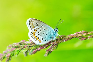 Yeşil çimenlikteki mavi kelebek. Bir kartpostal için güzel bir geçmiş. Yandan görüntüle.
