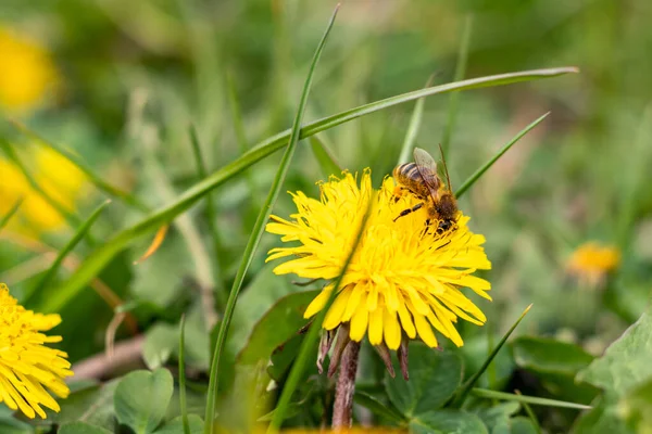 Bee Collects Honey Dandelions Background Field Dandelions — Fotografia de Stock