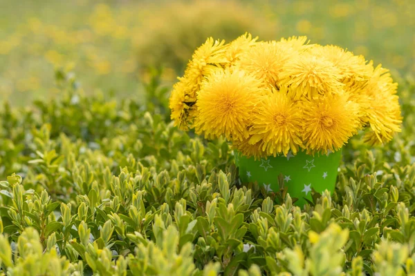 Dandelions Bucket Grass Bouquet Yellow Dandelion Flowers Sunny Summer Day — 图库照片