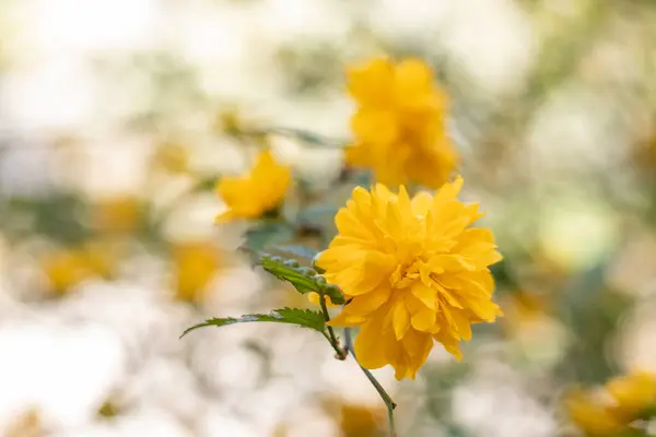 Gyönyörű Sárga Virágok Bokeh Háttér — Stock Fotó